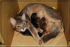 Phoebe and the five kittens